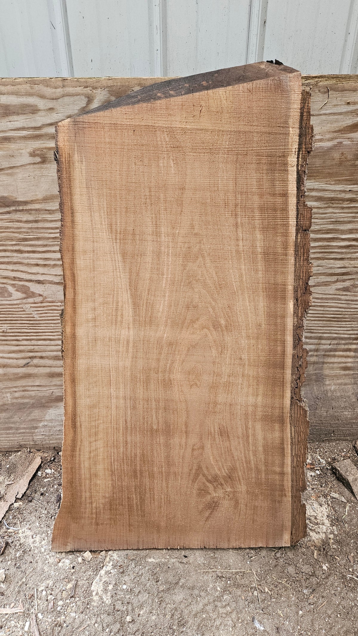 Black Walnut Live Edge Slab 41"x18"-24"x2"