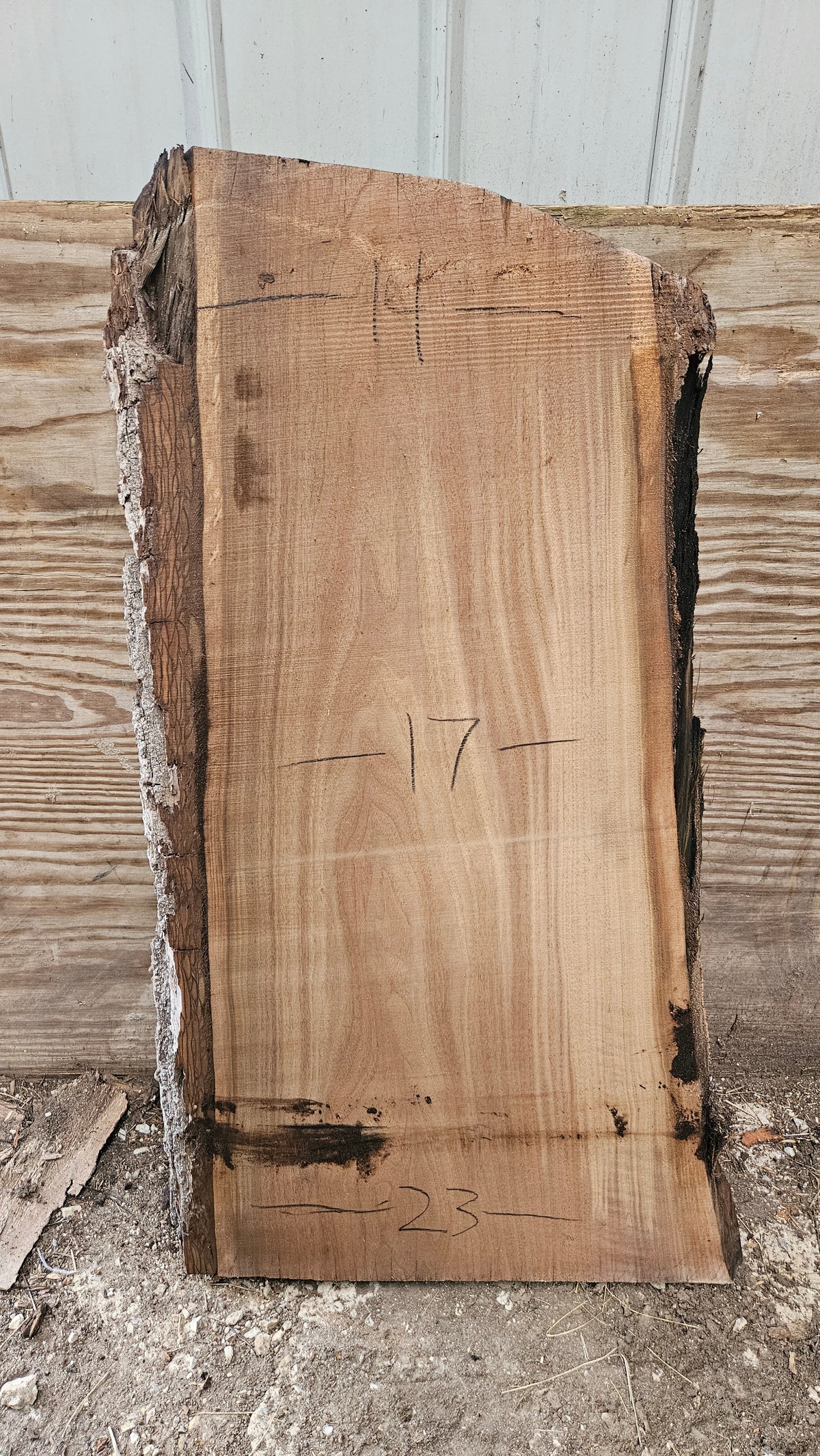 Black Walnut Live Edge Slab 41"x18"-24"x2"
