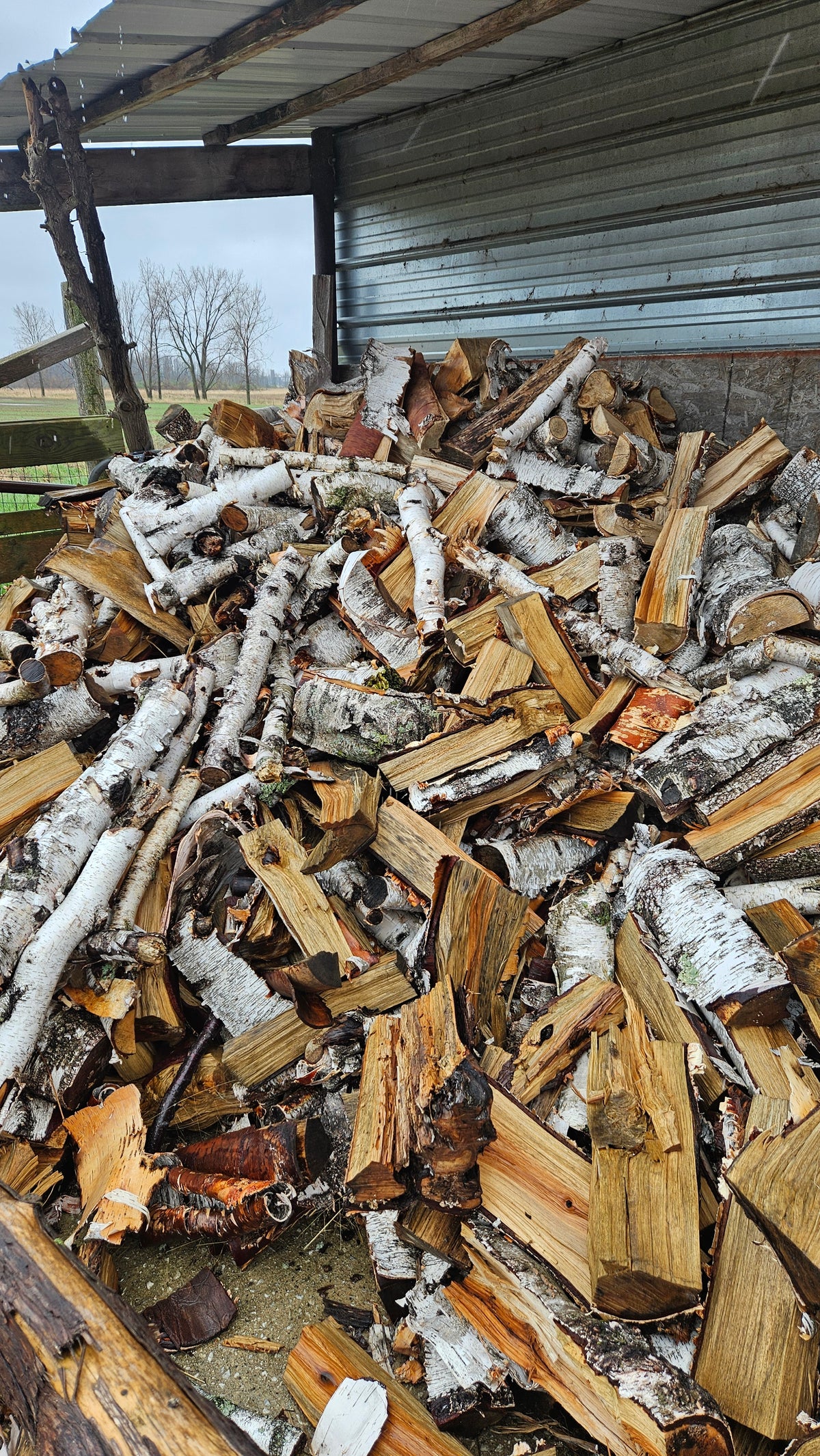 Birch Firewood - Split