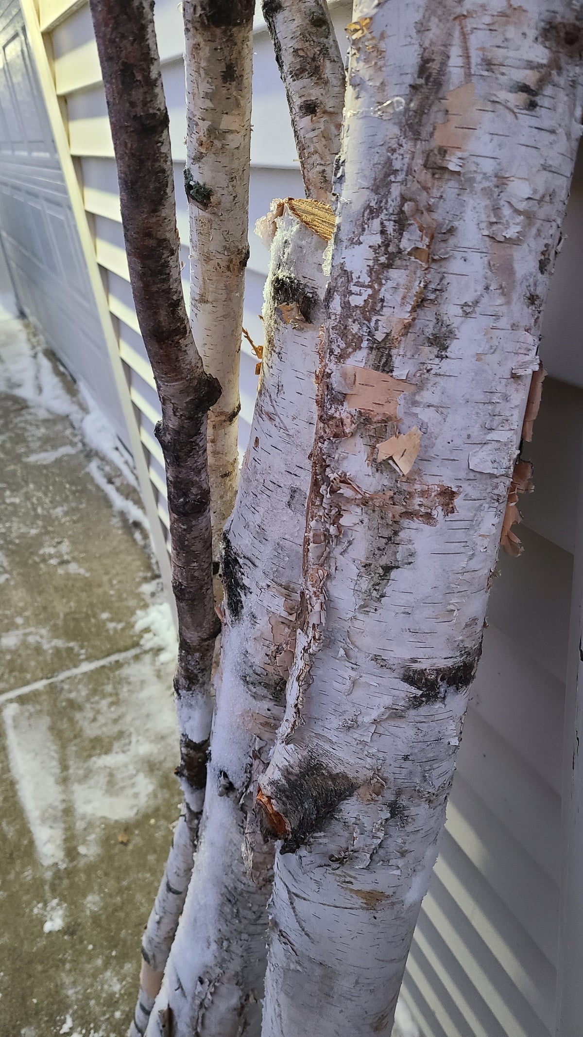 Birch Poles
