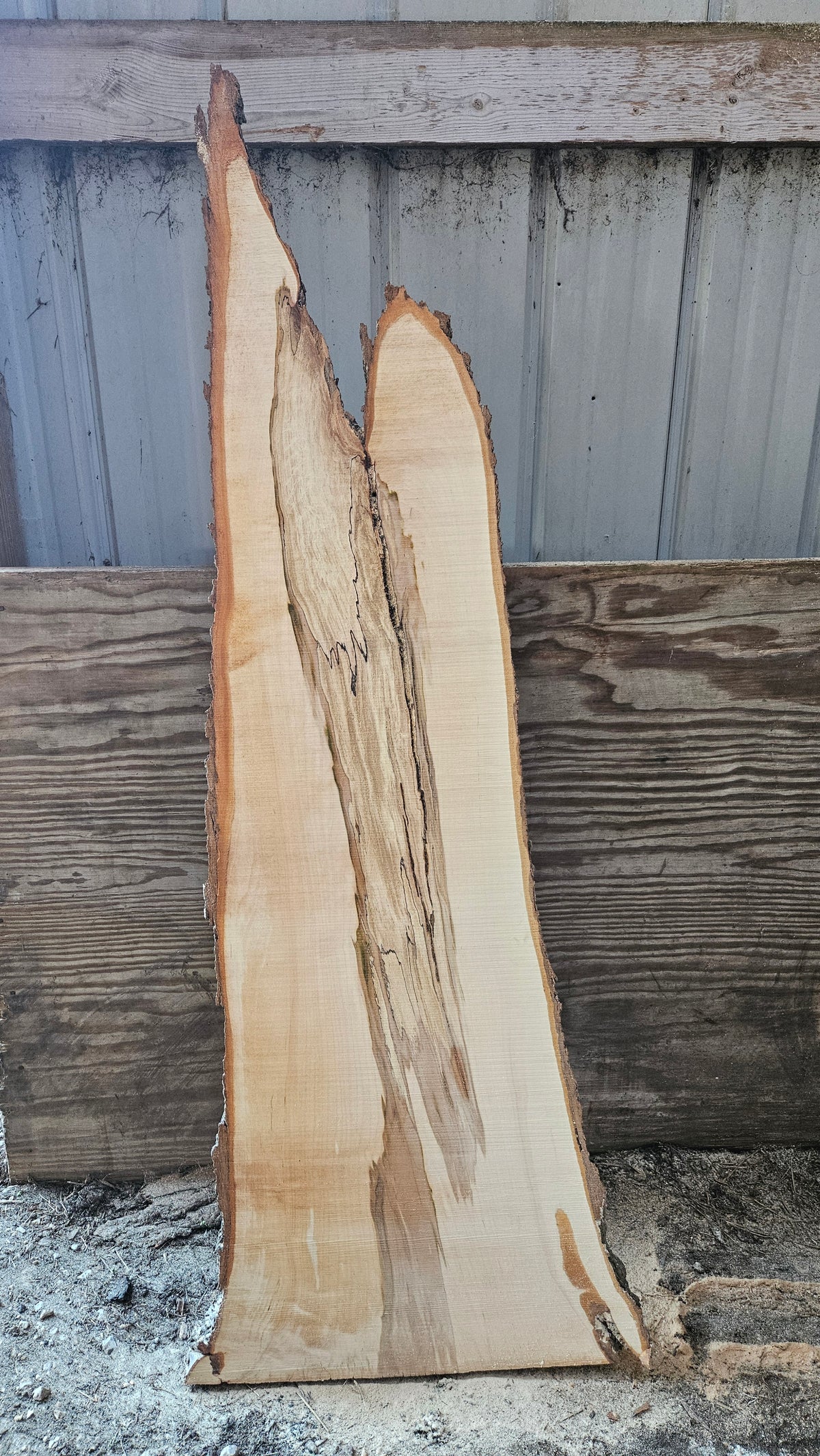 Spalted Sugar Maple Live Edge Slab 51"x9"-22"x2"