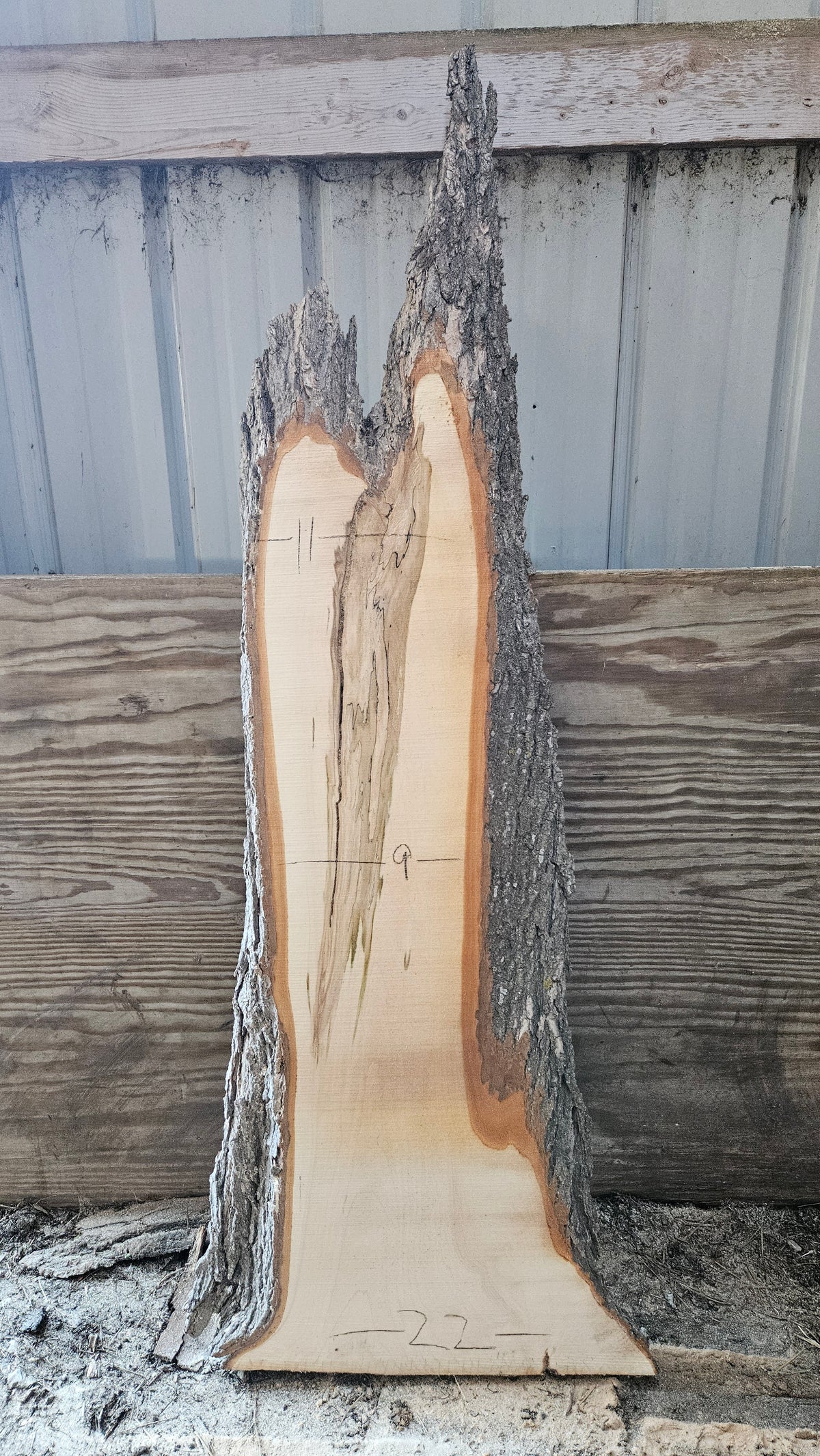 Spalted Sugar Maple Live Edge Slab 51"x9"-22"x2"