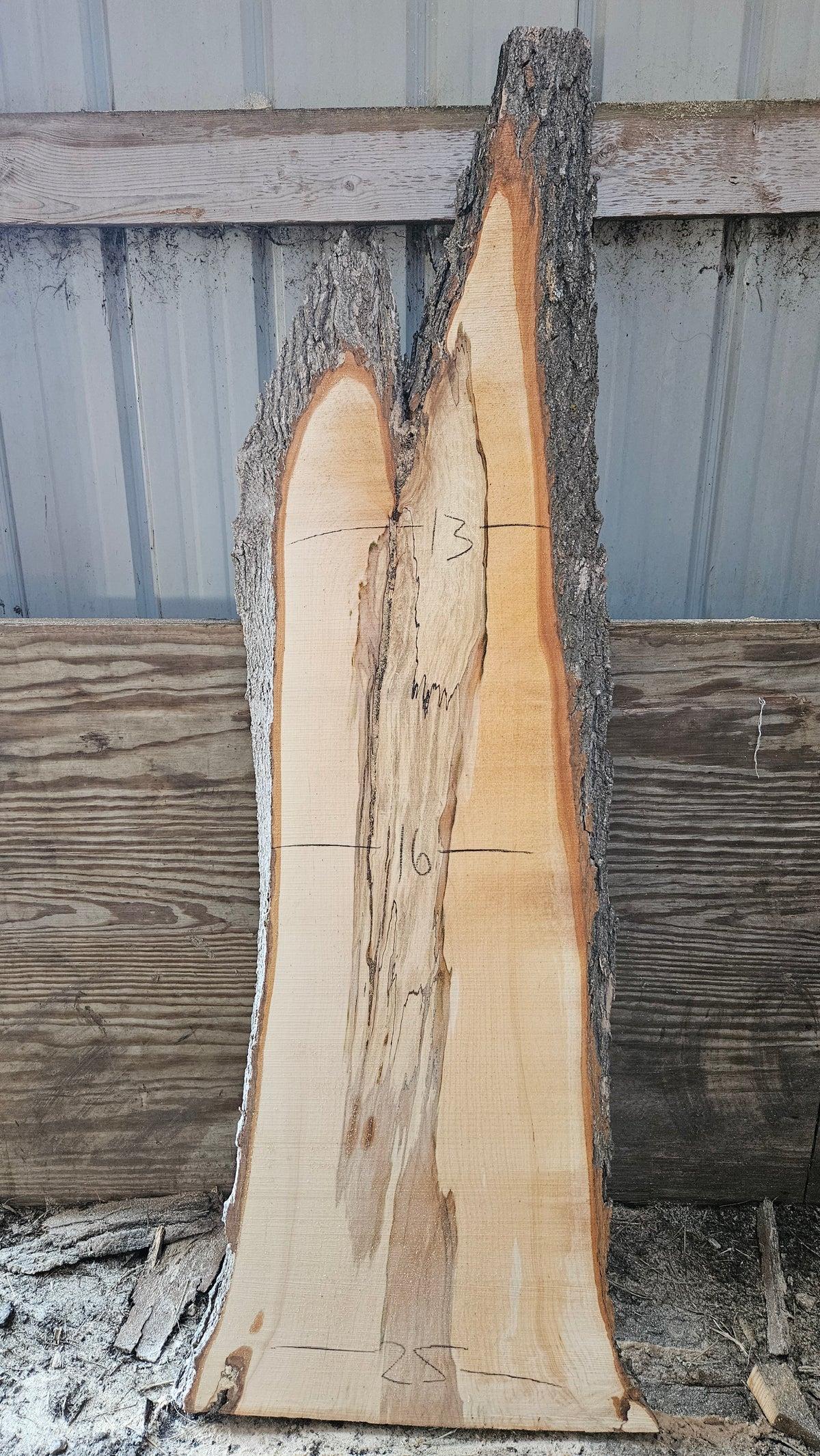 Spalted Sugar Maple Live Edge Slab 56"-76"x18"-25"x2"