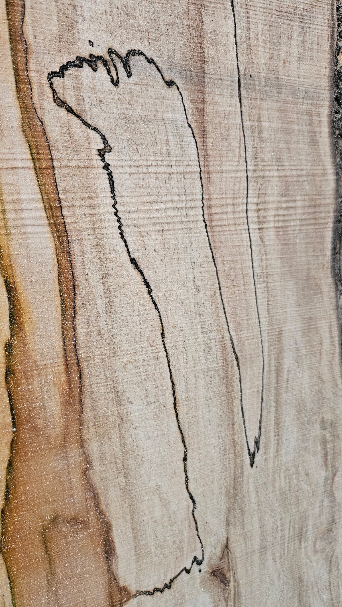 Spalted Sugar Maple Live Edge Slab 61"-76"x22"-23"x2"