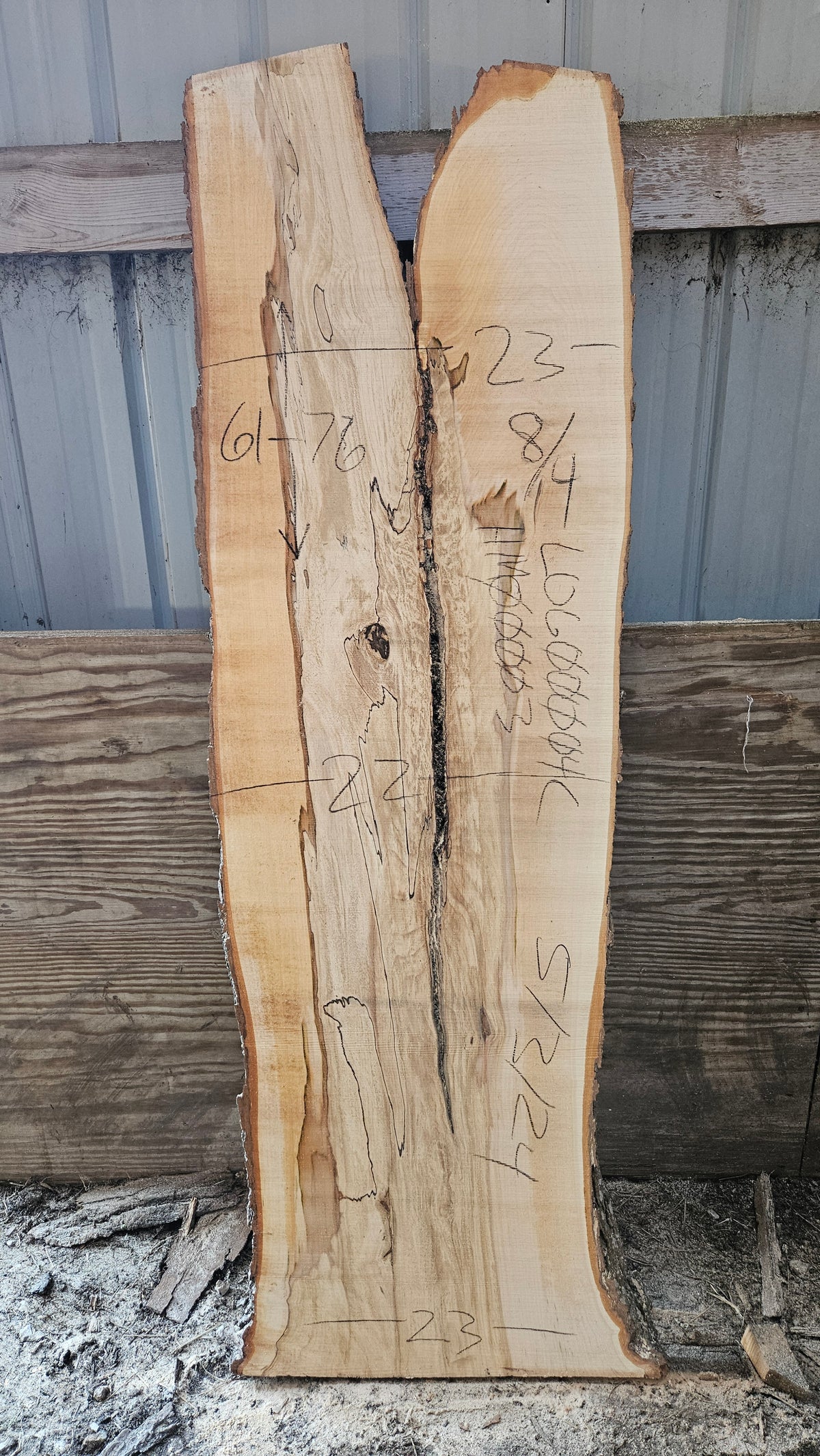 Spalted Sugar Maple Live Edge Slab 61"-76"x22"-23"x2"
