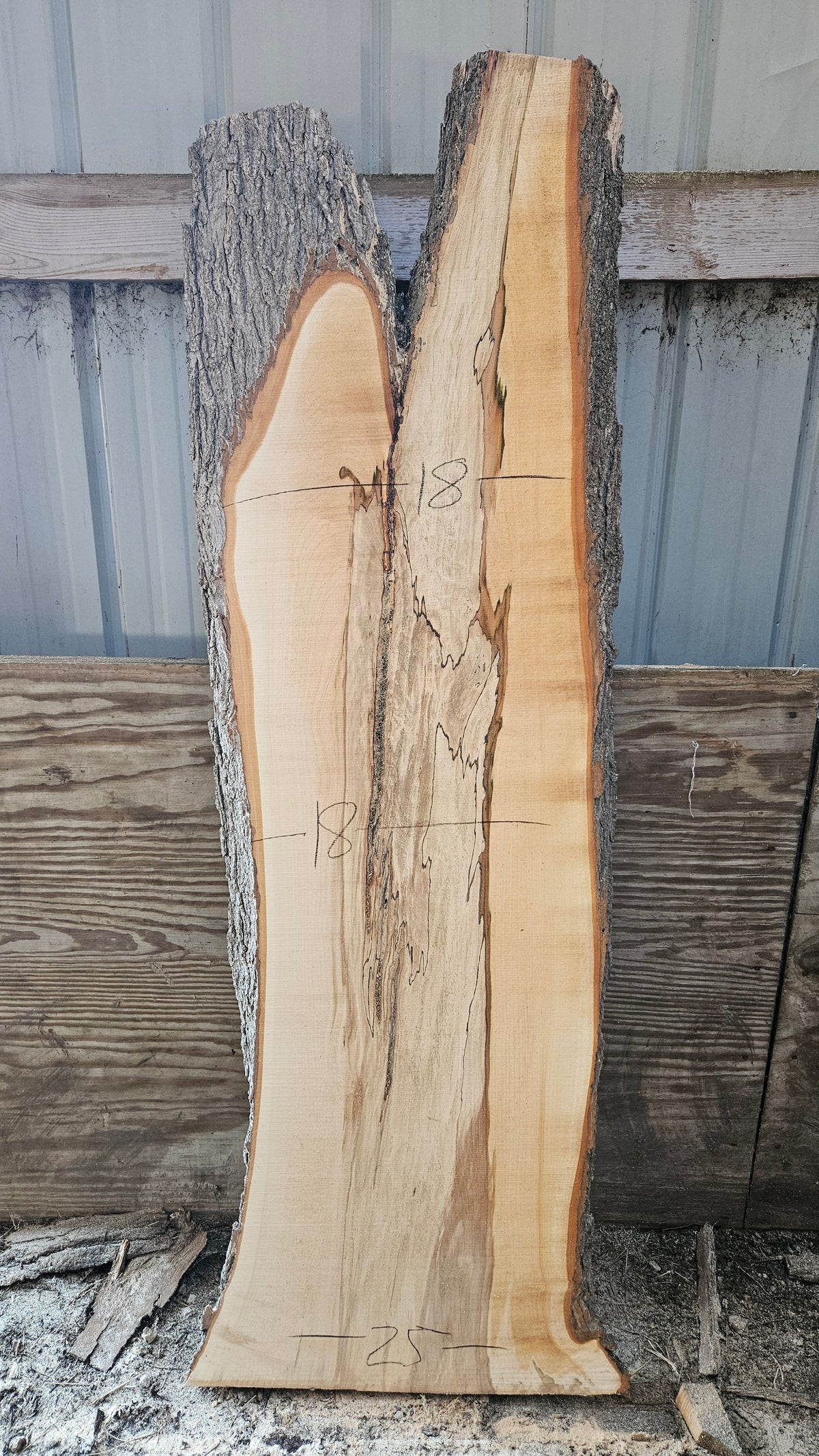 Spalted Sugar Maple Live Edge Slab 61"-76"x22"-23"x2"
