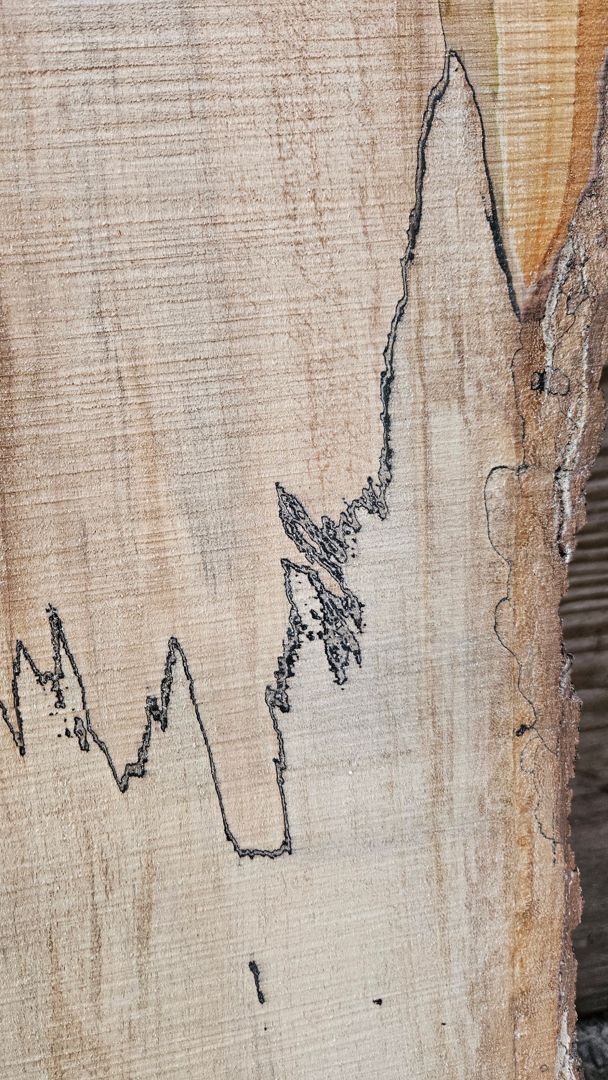 Spalted Sugar Maple Live Edge Slab 73"x22"-28"x2"