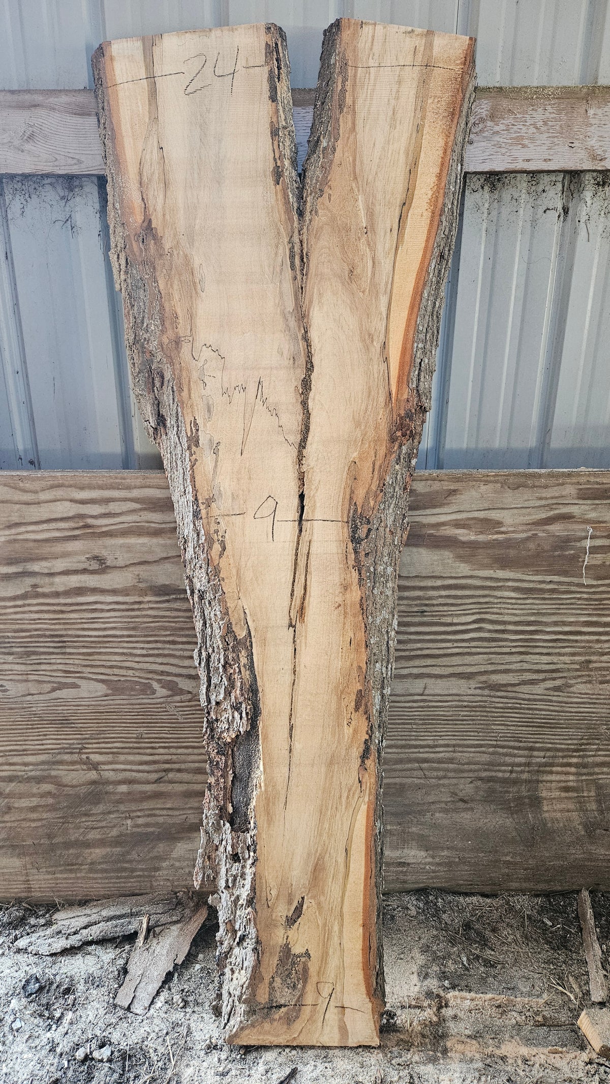 Spalted Sugar Maple Live Edge Slab 74"x11"-26"x2"