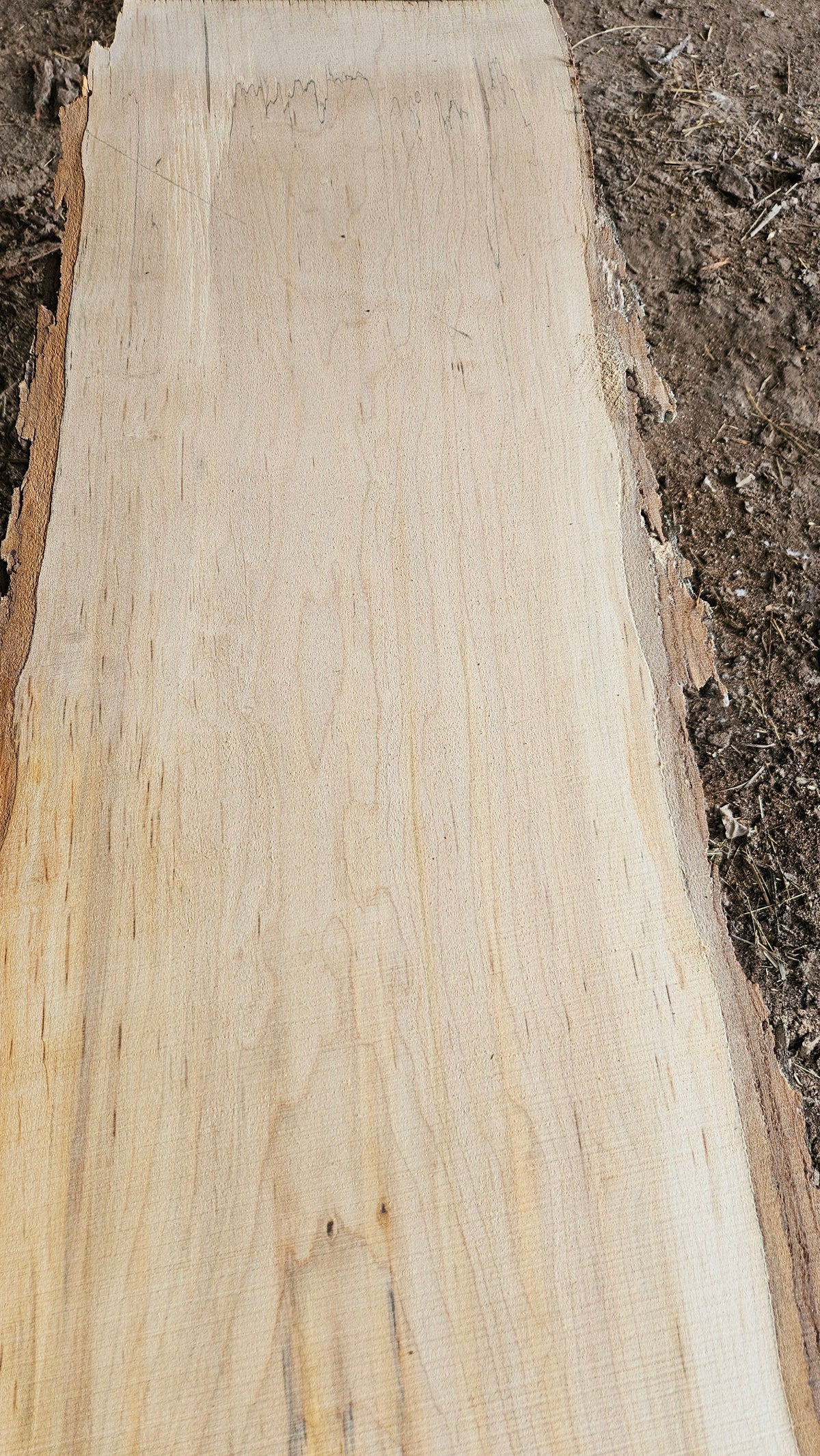 Sugar Maple Live Edge Slab 196"x12"-29"x2.5"