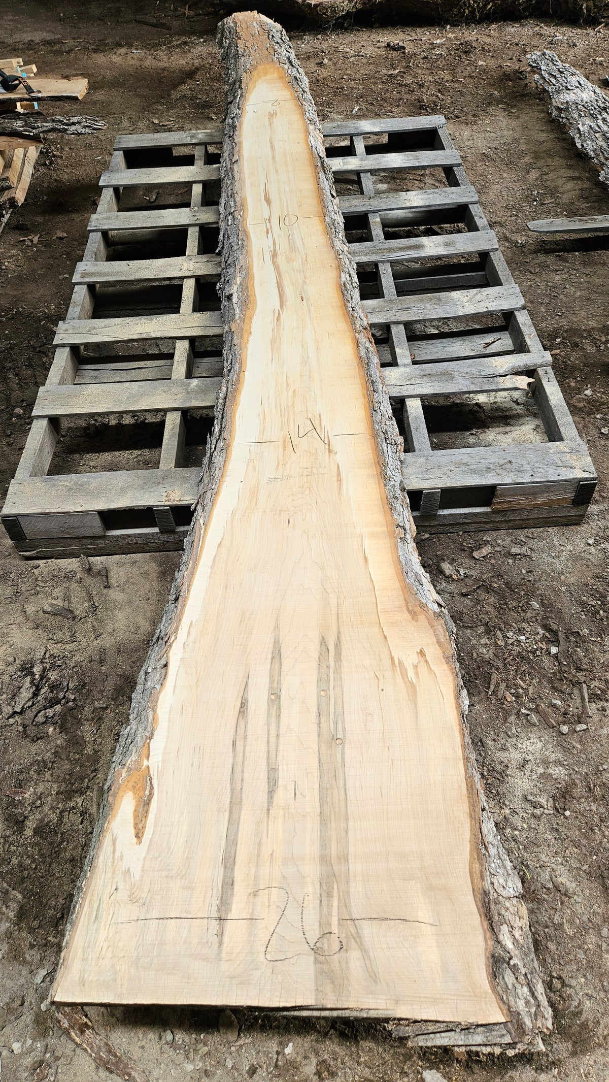 Sugar Maple Live Edge Slab 196"x12"-29"x2.5"