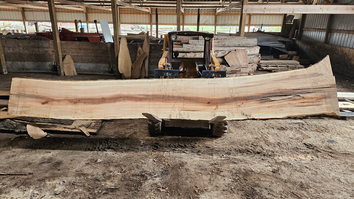 Sugar Maple Live Edge Slab 196"x22"-38"x2.75"