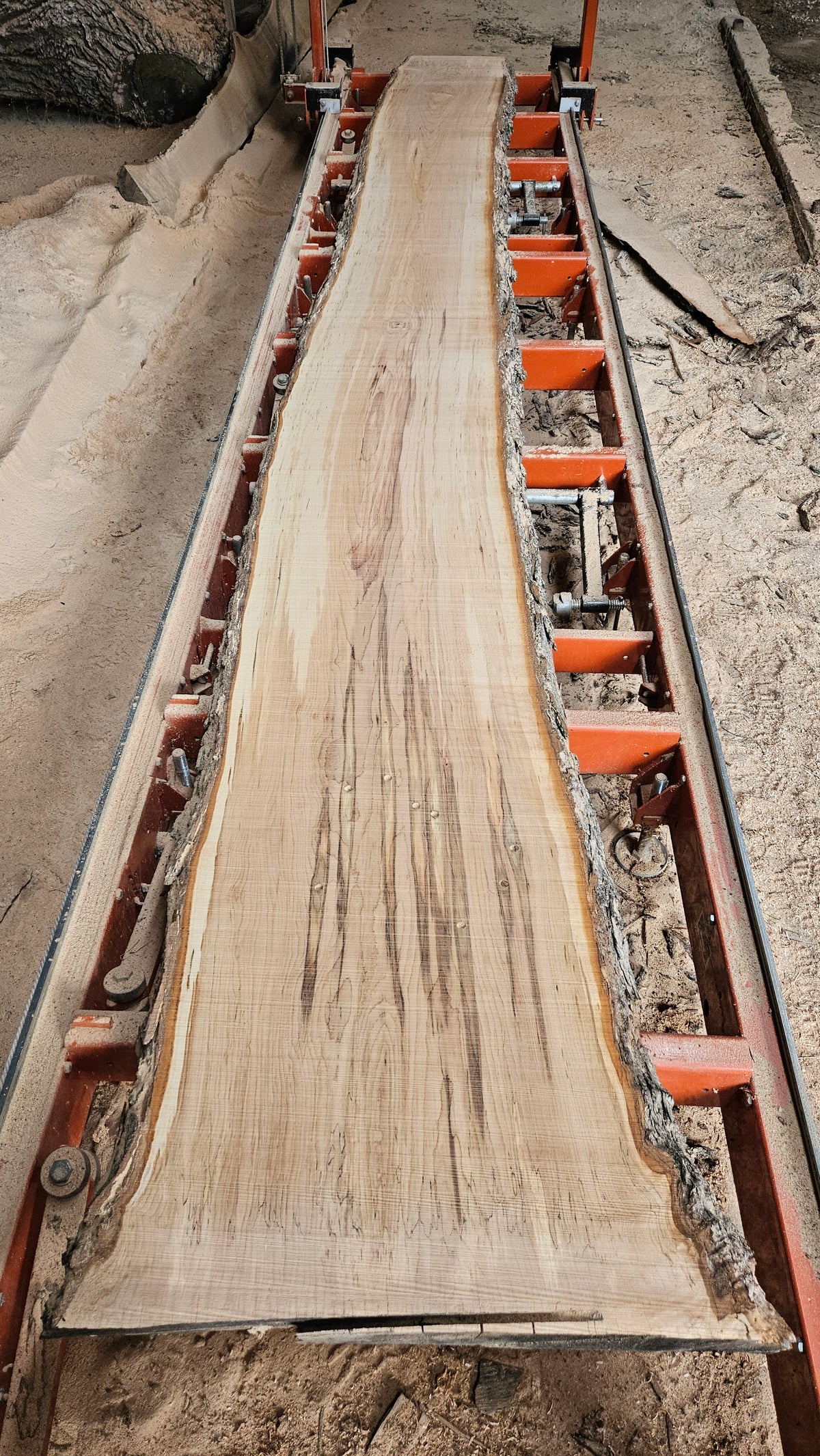 Sugar Maple Live Edge Slab 198"x20"-31"x2.25"