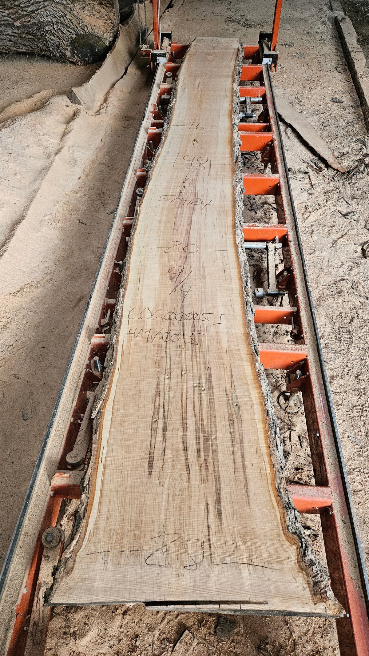 Sugar Maple Live Edge Slab 198"x20"-31"x2.25"
