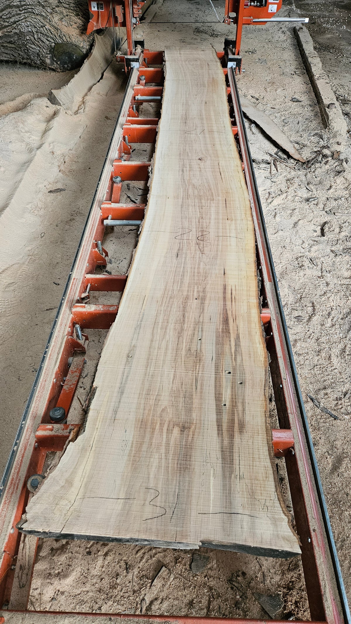 Sugar Maple Live Edge Slab 198"x20"-31"x2.25"