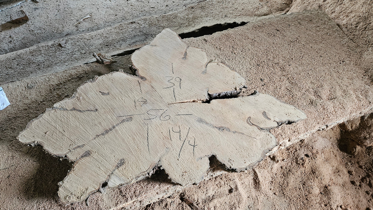 Shapley Sugar Maple Cookie 18-56"x3.5"