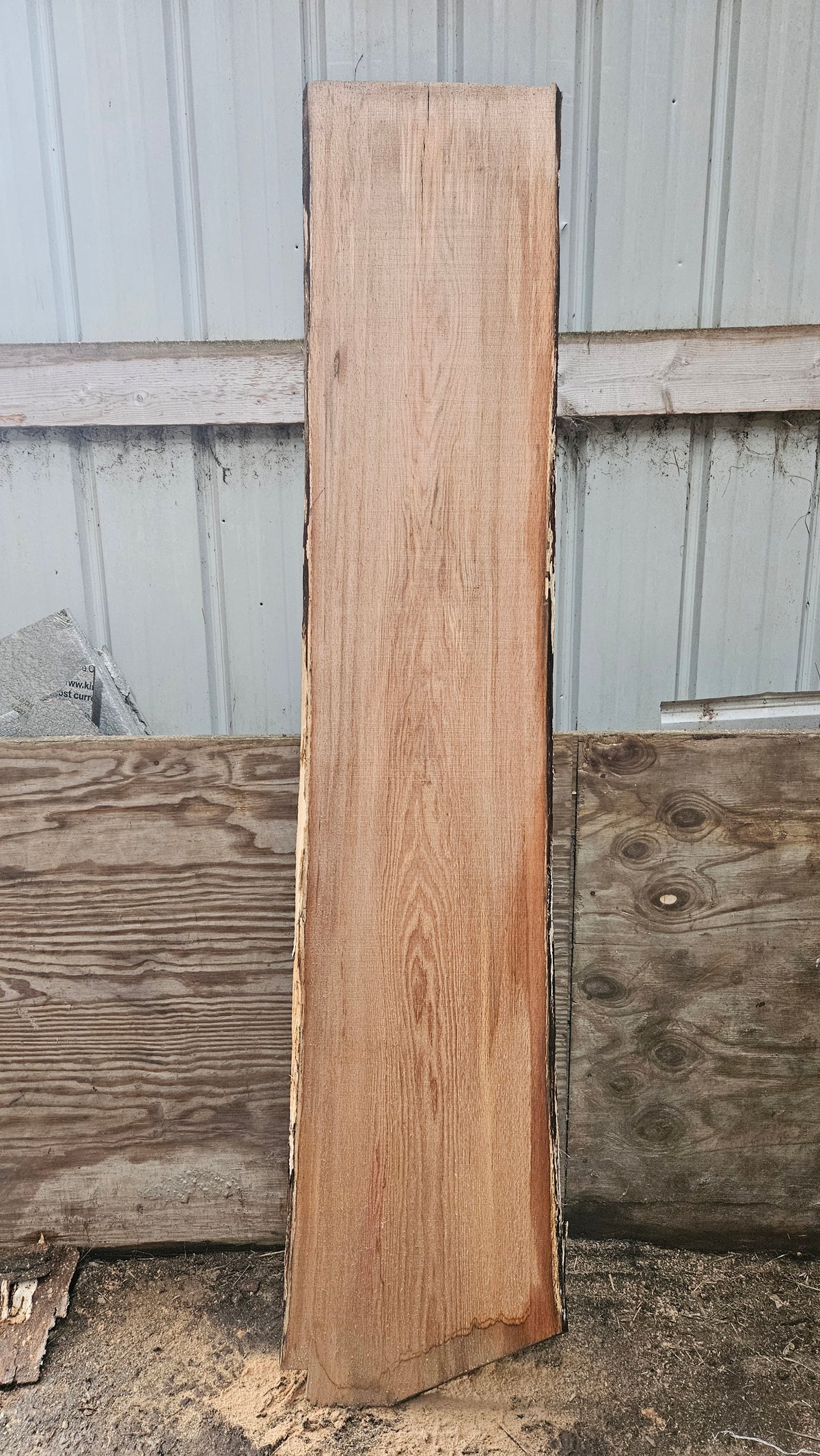 Pin Oak 82"x16"-17"x1"