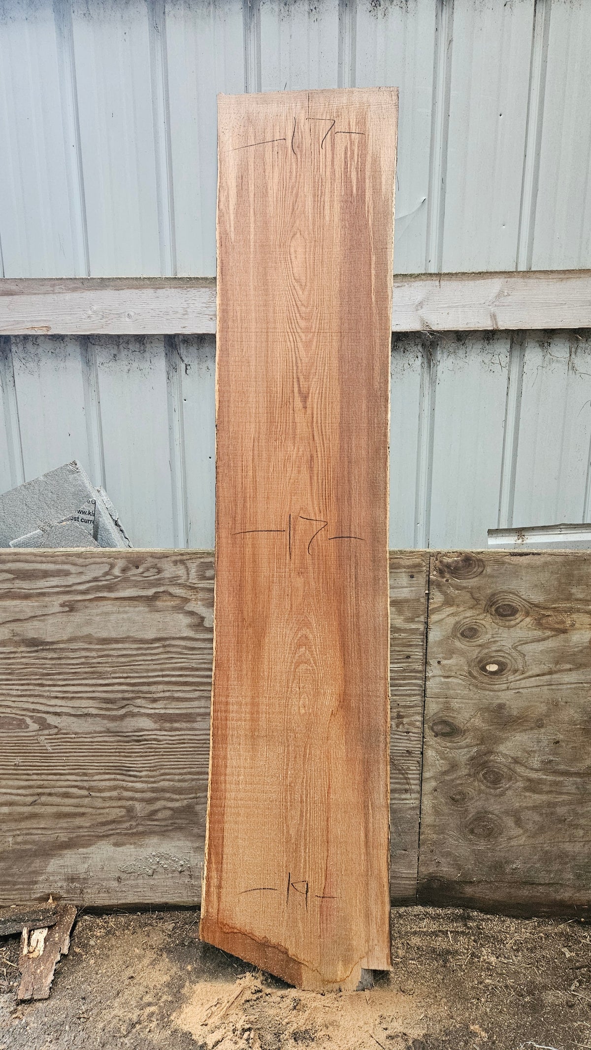 Pin Oak 82"x16"-17"x1"