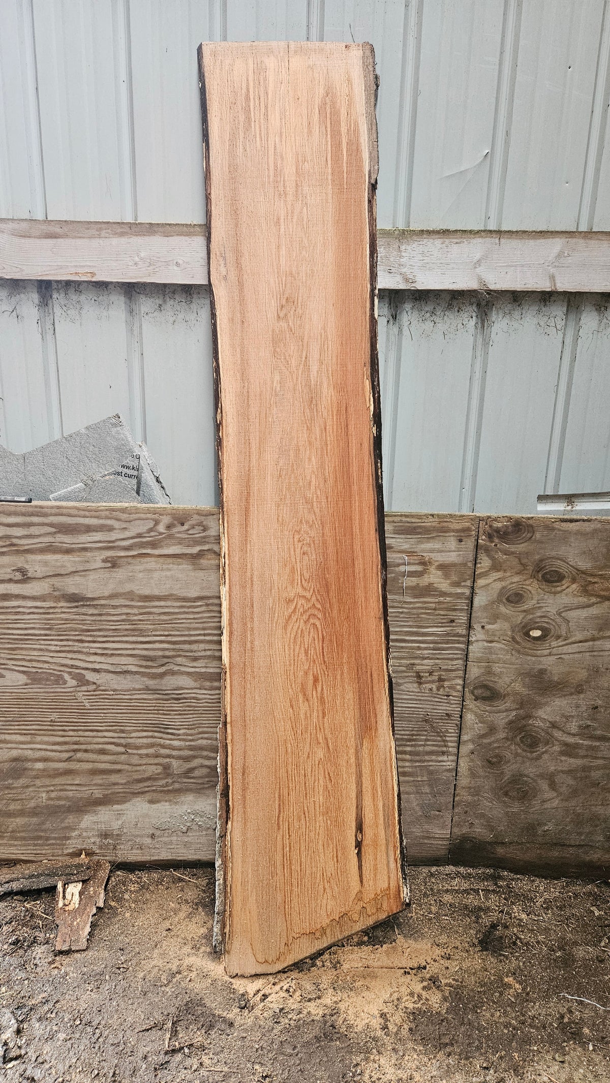 Pin Oak 81"x14"-16"x1"