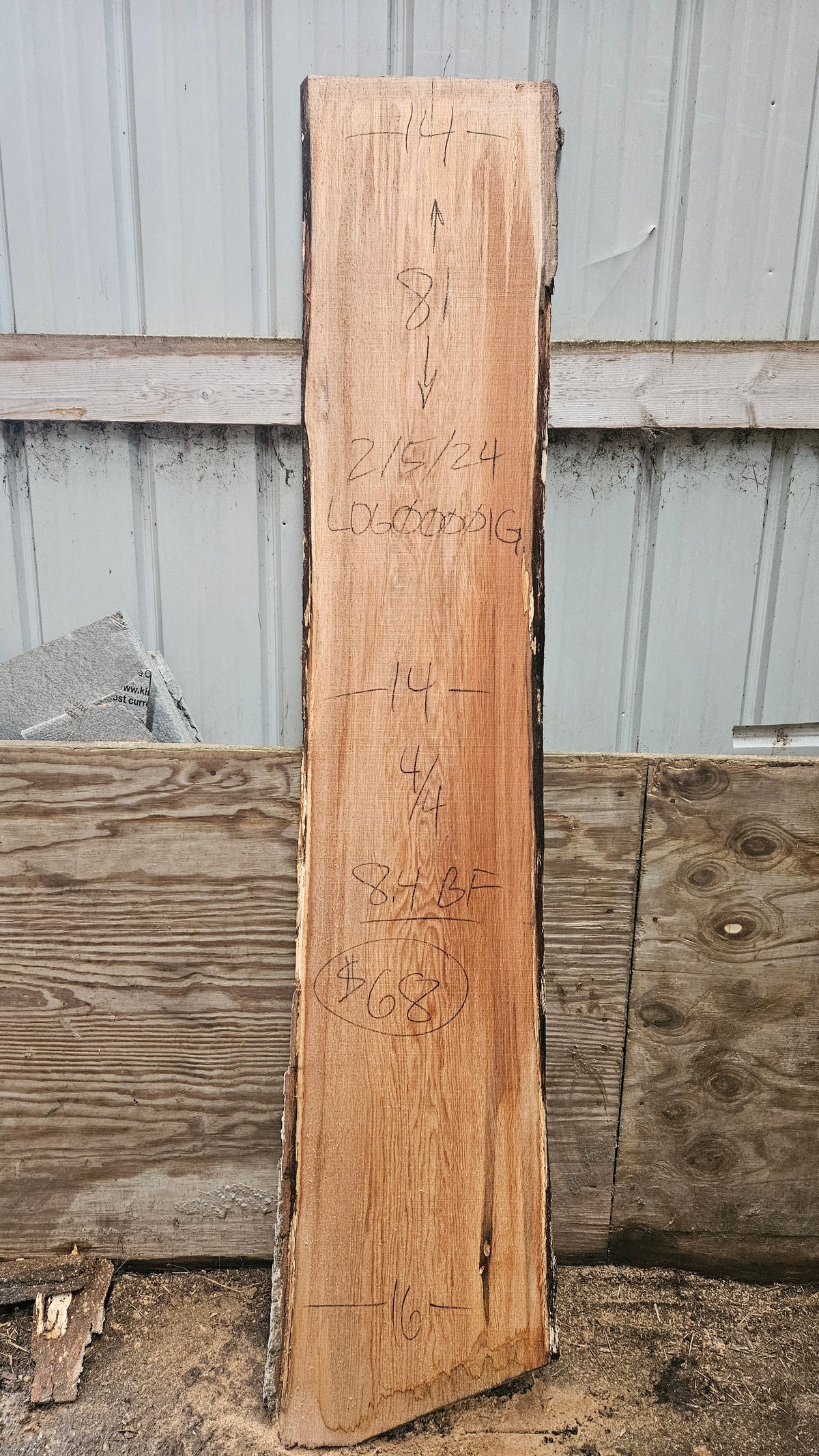 Pin Oak 81"x14"-16"x1"