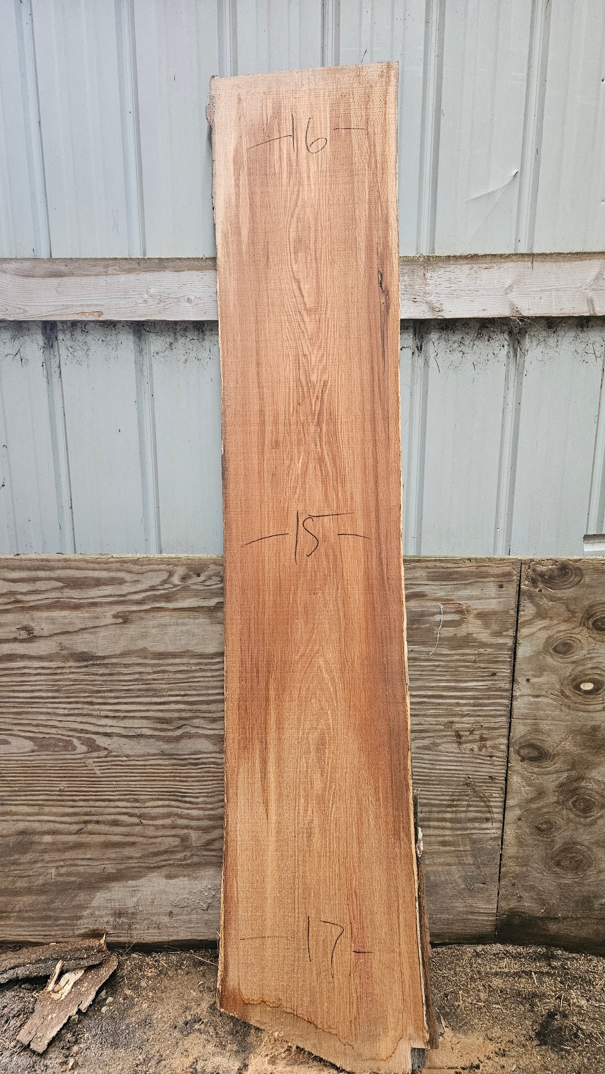 Pin Oak 81"x14"-16"x1"