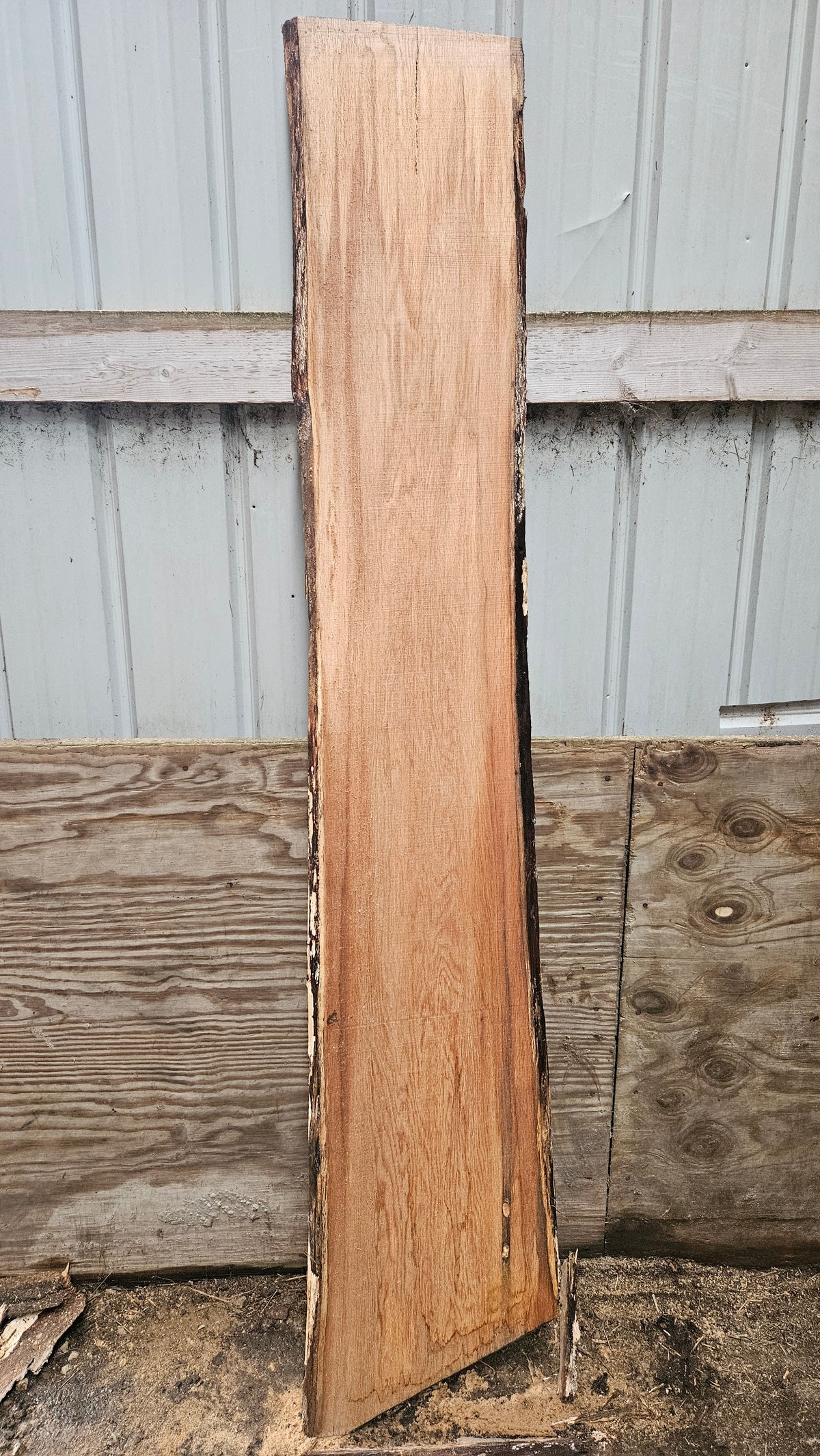 Pin Oak 80"x12"-15"x1"