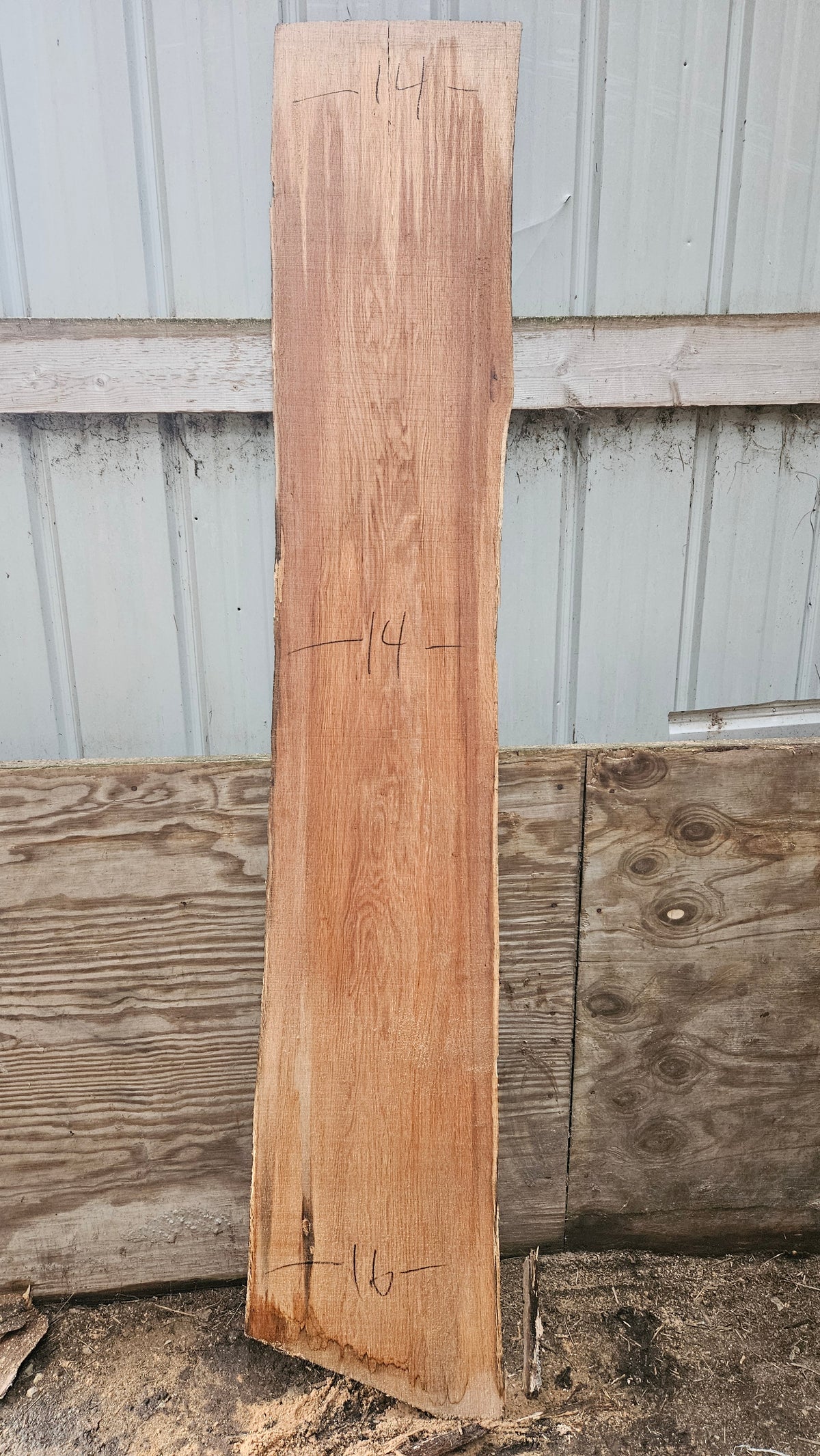 Pin Oak 80"x12"-15"x1"