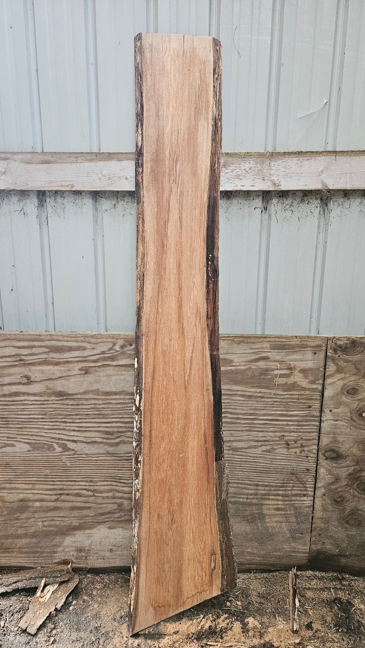 Pin Oak 80"x9"-12"x1"