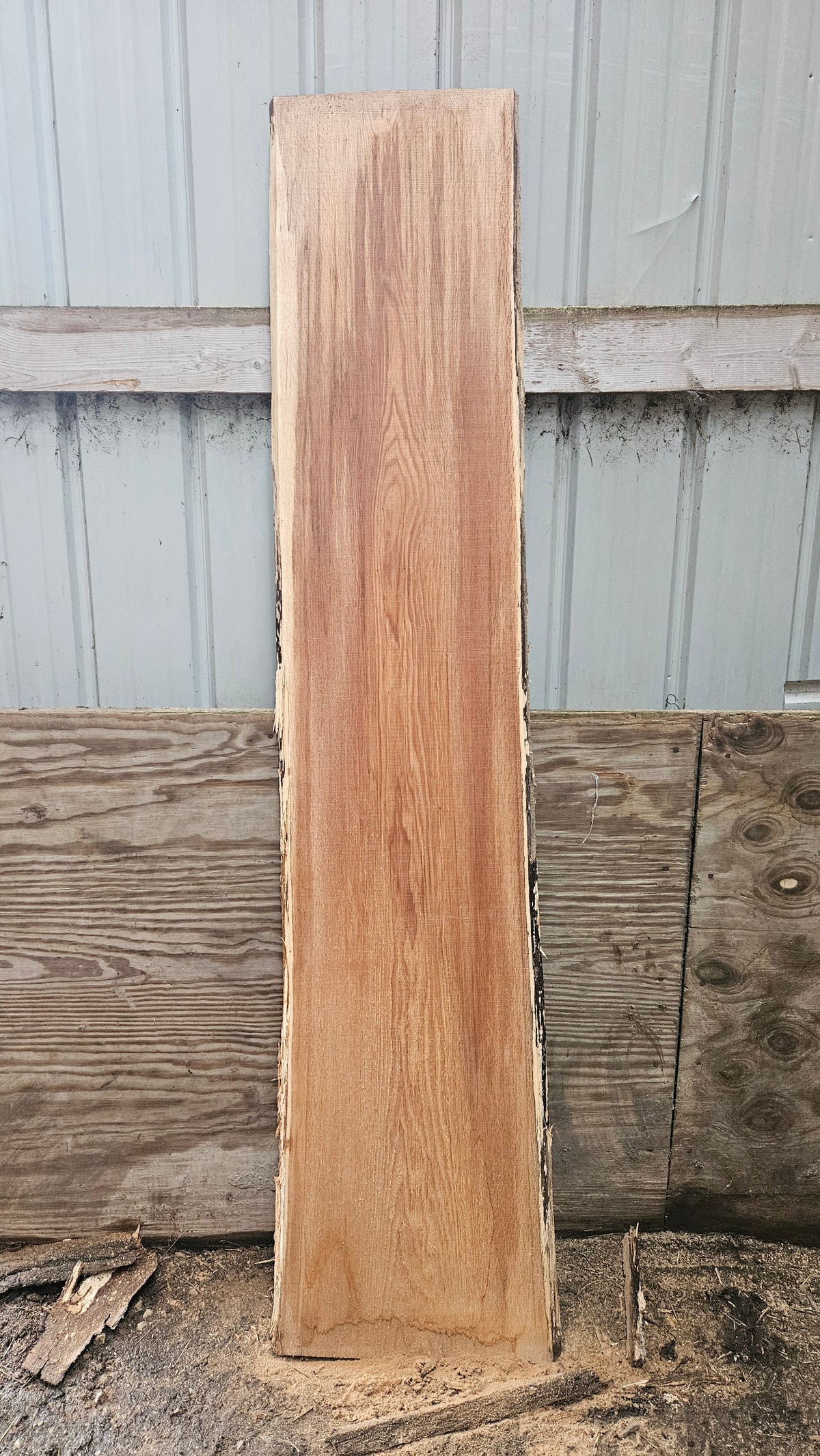 Pin Oak 83"x15"-18"x1"