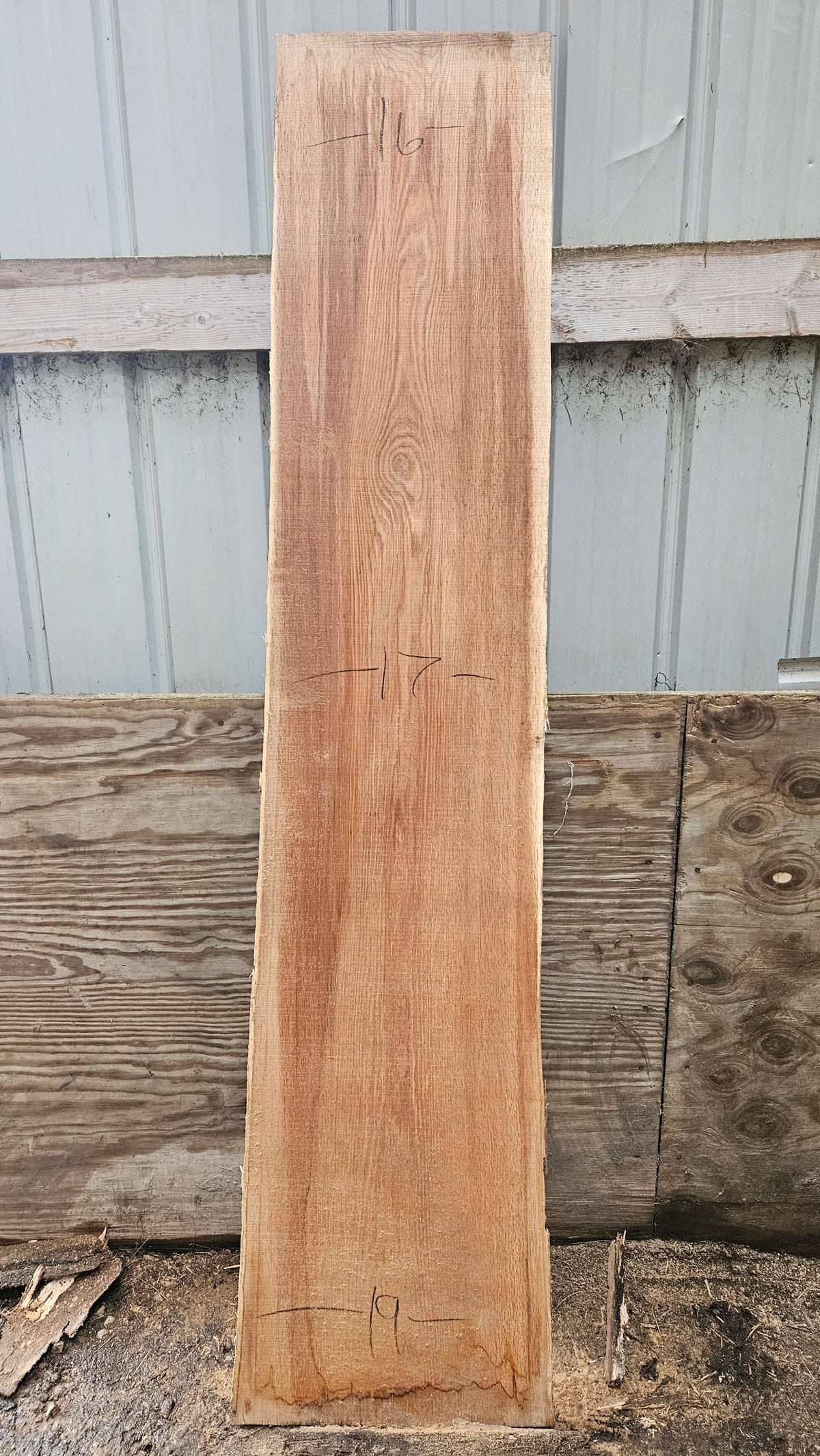 Pin Oak 83"x15"-18"x1"