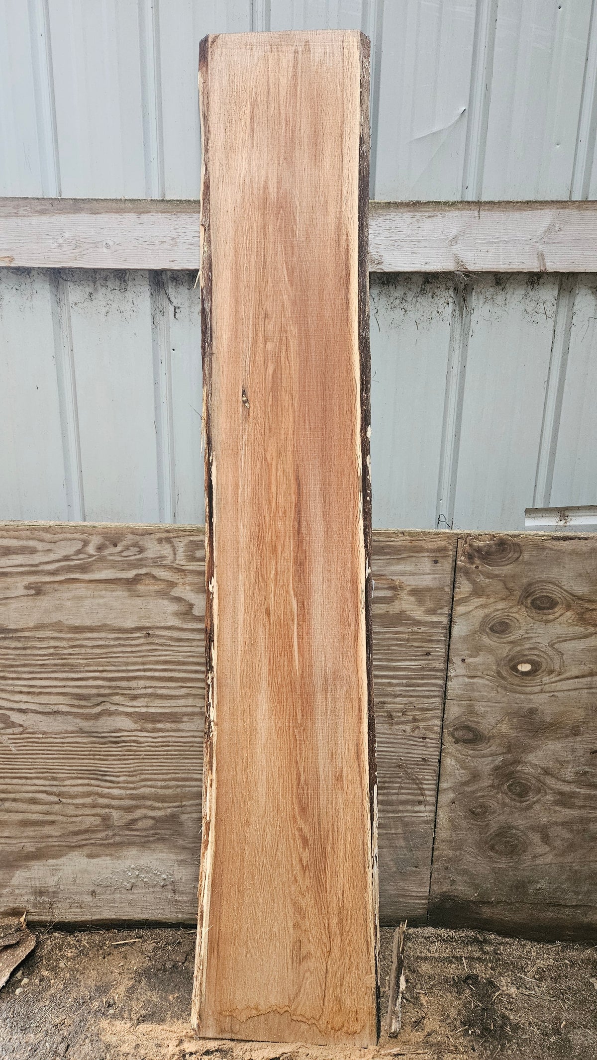 Pin Oak 83"x12"-15"x1"