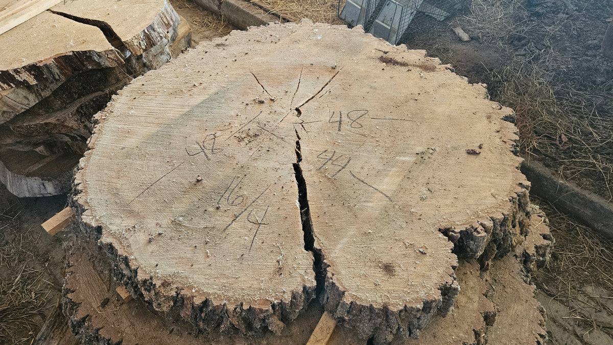 Red Oak Cookie 44"-48"x4"