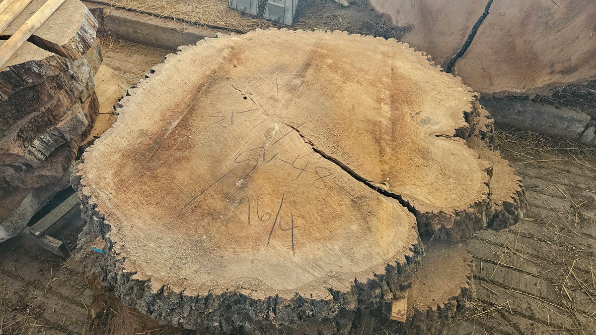 Red Oak Cookie 48"-52"x4"