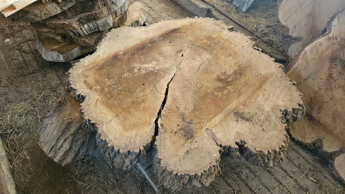 Red Oak Cookie 54"-59"x4"