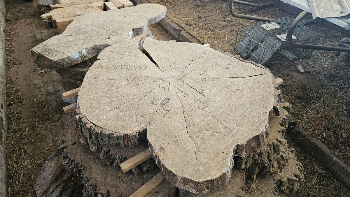 White Oak Cookie 41"-54"x3"