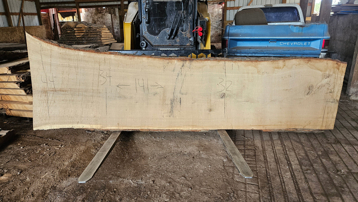 White Oak Slab 141"x31"-44"x2"