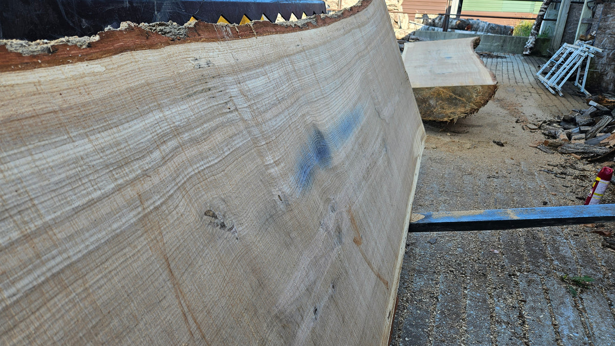 White Oak Slab 141"x31"-44"x2.75"