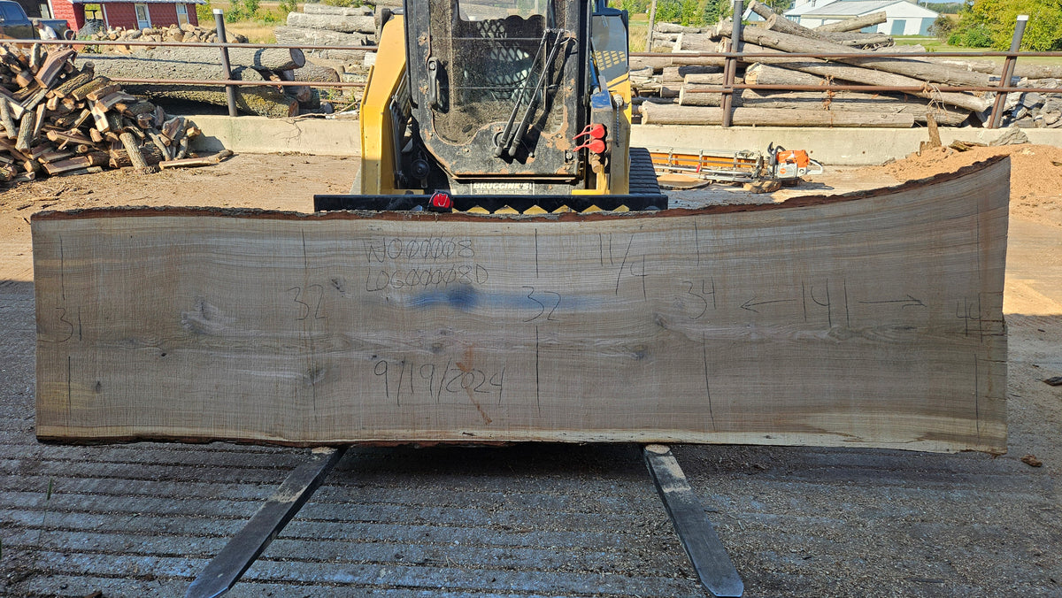 White Oak Slab 141"x31"-44"x2.75"