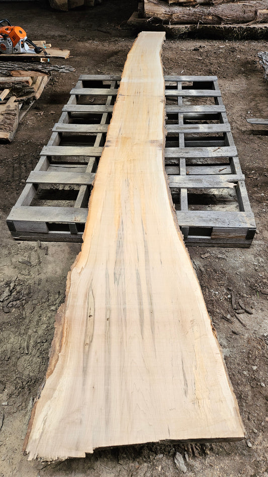 Sugar Maple Live Edge Slab 196"x12"-29"x2.5"