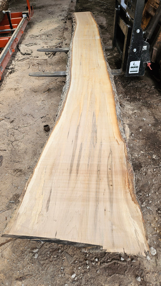 Sugar Maple Live Edge Slab 196"x18"-31"x2.5"