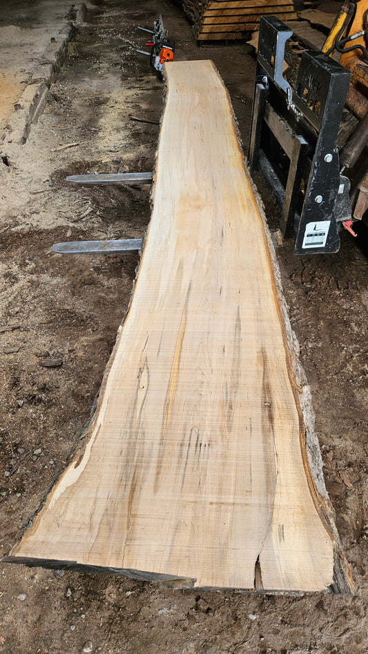 Sugar Maple Live Edge Slab 199"x23"-37"x2.5"