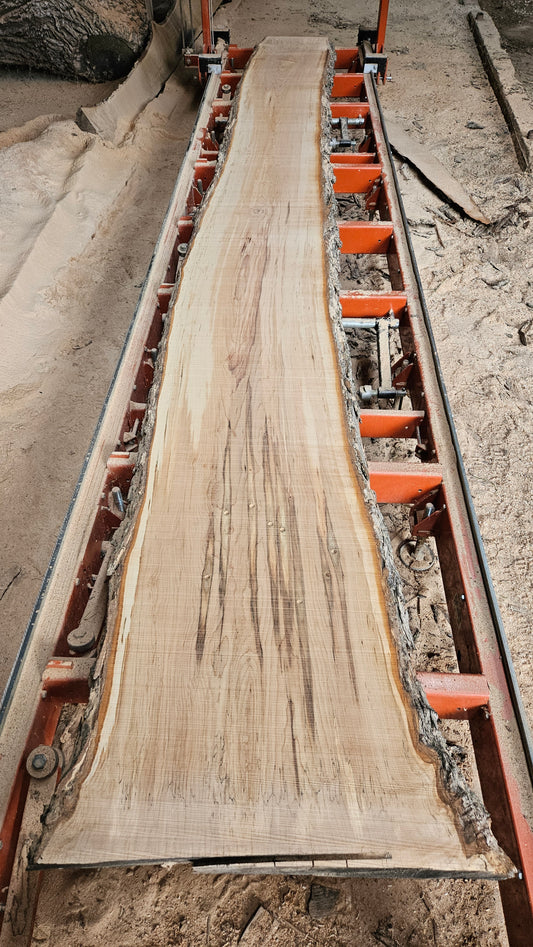 Sugar Maple Live Edge Slab 198"x20"-31"x2.25"