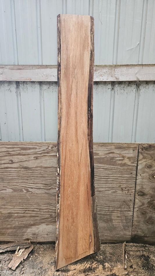 Pin Oak 80"x9"-12"x1"
