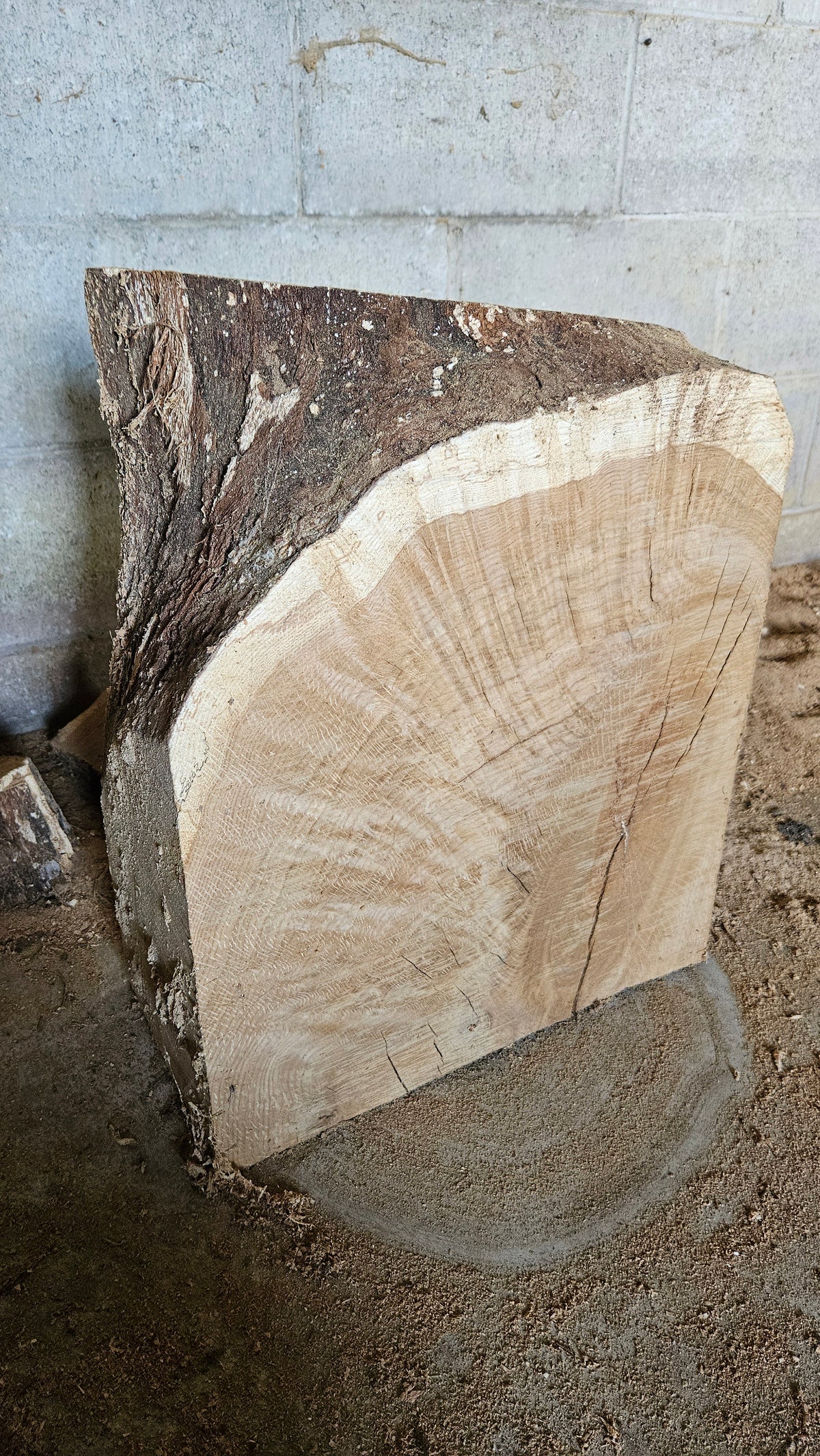 White Oak Turning Blank 18"x14"-16"x8"