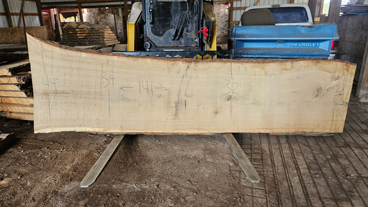White Oak Slab 141"x31"-44"x2"